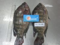 Tilapia Whole Round