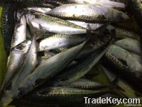 Atlantic Chub mackerel