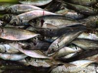 Atlantic Horse Mackerel