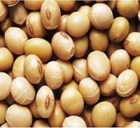 Soya Beans