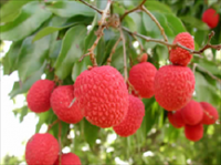 Fresh Vietnamese lychee