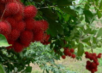 Fresh rambutan