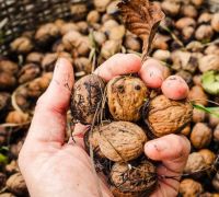 Bulgarian Walnuts