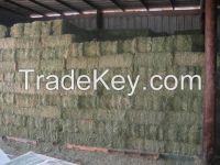 High quality Hay and Cheap Price Alfalfa Hay
