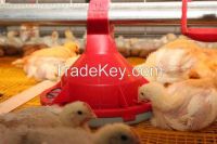 chicken cage system for poultry farm