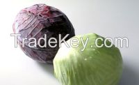 Cabbage from the Netherlands