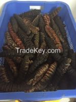 Holothuria mexicana RED TIGER Sea Cucumber from HONDURAS (Best Quality) -- shrimp, lobster, squid, scallops, snail, geoduck