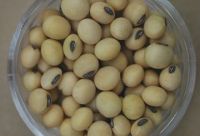 organic soybean/soya bean from Africa 