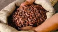 matured cocoa beans