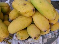 Mango - Sindhri