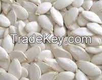 Chinese snow white pumpkin seeds