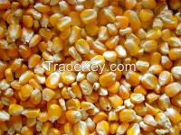 yellow corn