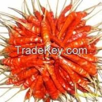 Red Chilli Seeds/Pepper Seeds 