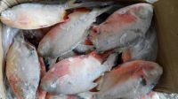 frozen whole round red pacu