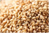 Sesame Seeds (Light Brown, Natural, 98% Cleaned, 52% Oil, 20% Protein, 2% FFA)