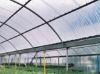 Greenhouse Film