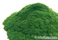 Chlorella