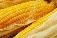 Maize