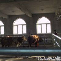 Living Cattle Gross-weight Scale System