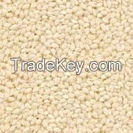 Ethiopian whitish sesame seed humera type 