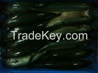 Frozen sardine pilchard,mackerel,horse mackerel,sardina aurita..