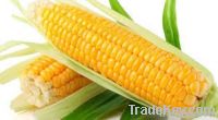 YELLOW CORN