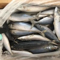 Frozen Horse Mackerel