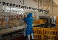 https://www.tradekey.com/product_view/Live-Poultry-Hanging-7054269.html