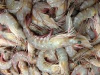 shrimps