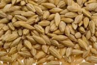 Australian malt barley for beer