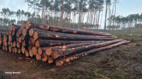 Pine Log