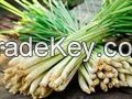 https://ar.tradekey.com/product_view/Best-Lemon-Grass-Available-For-Sale-7409605.html
