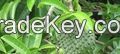 https://ar.tradekey.com/product_view/Best-Soursop-Leaves-Available-For-Sale-7409733.html