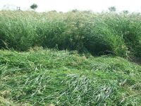 Rhodes Grass