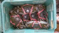 Live mud crabs