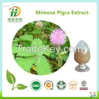 Mimosa Extract, Sensitive Plant Extract, Herba Mimosae Pudicae Extract