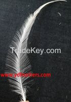 Burnt Rooster/coque/cock Tail Feather From China