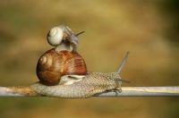 Live snails Helix Pomatia