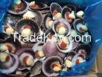 SCALLOPS (ARGOPECTEN PURPURATUS)