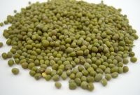 Green Mung Bean