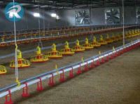 floor pan feeding system for broilers, broiler rearing in poultry farm