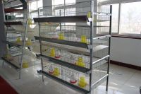 pullet rearing, little hens rearing cage system