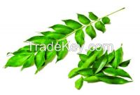 Curry Leaves