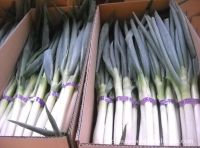 Scallions 