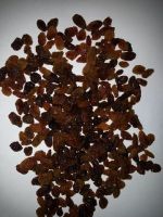 Raisin - Sultana / Malayar