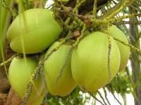 Green Tender Coconut