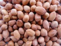  	Indian raw groundnuts with out shell and with shell available all types at very competitive rates and best quality 