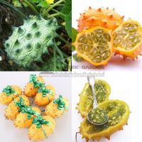 https://www.tradekey.com/product_view/20pcs-Rare-Delicious-Organic-Kiwano-Melano-Cucumis-Metuliferus-African-Horned-Cucumber-Fruit-Melon-Seeds-7094968.html