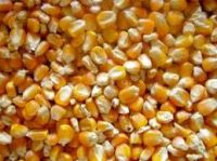 yellow maize