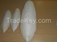 cuttlefish bone